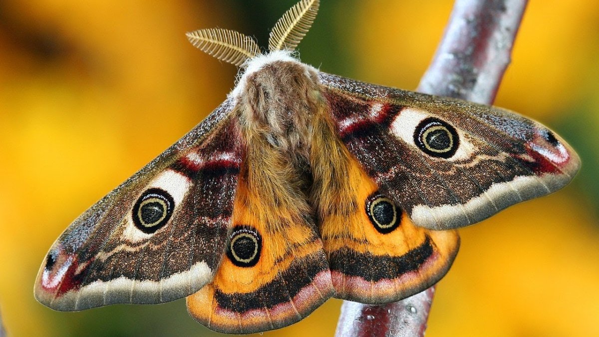 Чешуекрылые бабочки моли мотыльки