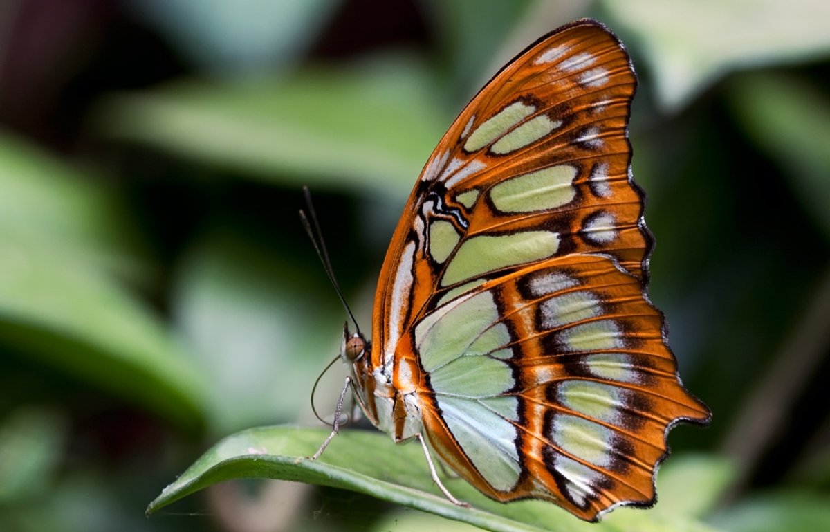 Крыло бабочки макро