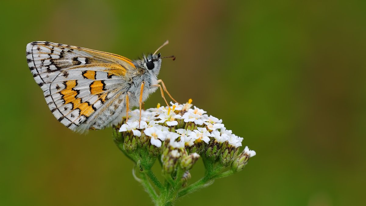 Чешуйчатокрылые насекомые