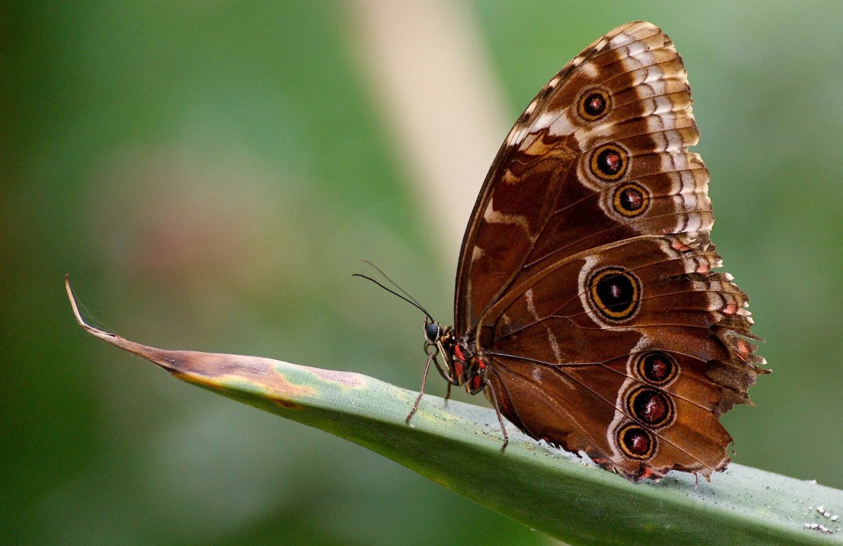 Маленькая коричневая бабочка