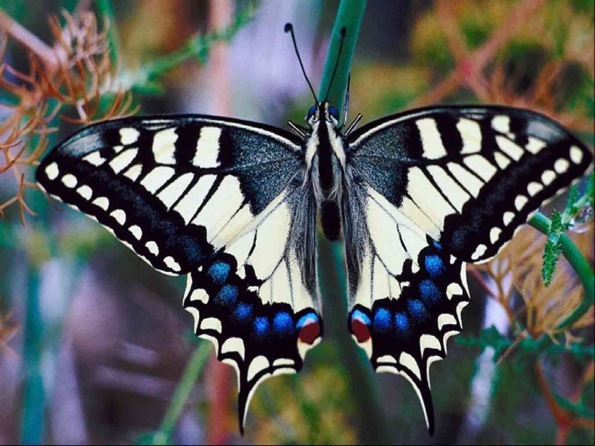 Чешуекрылые Махаон