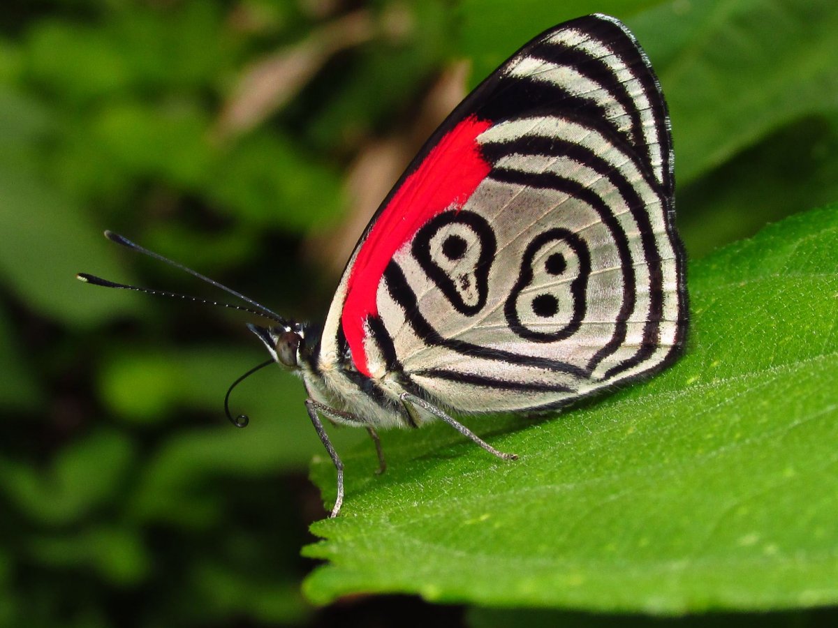 Бабочка 88 и 89