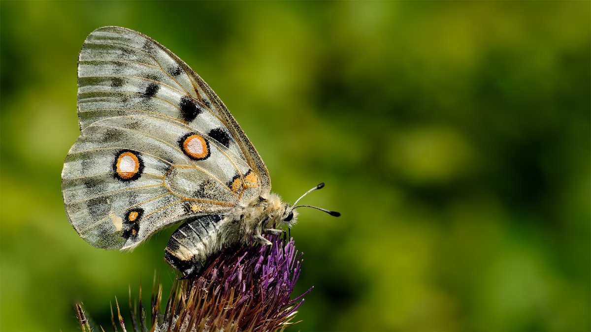 Аполлон обыкновенный бабочка