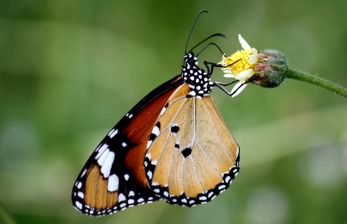 Чешуекрылые насекомые