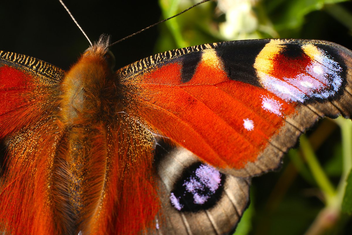 Крылья бабочки