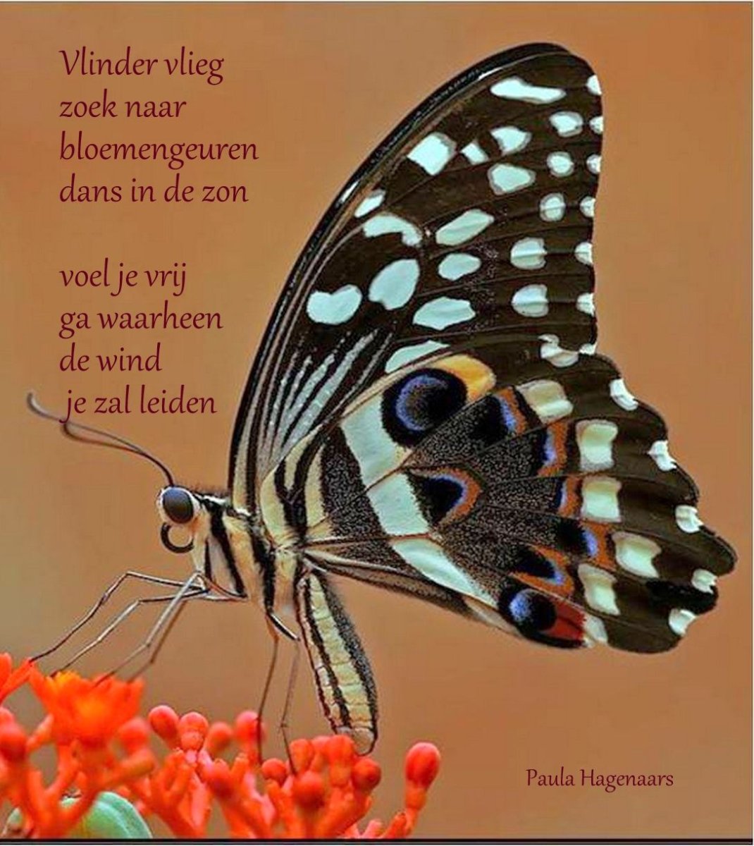 Бабочка биология