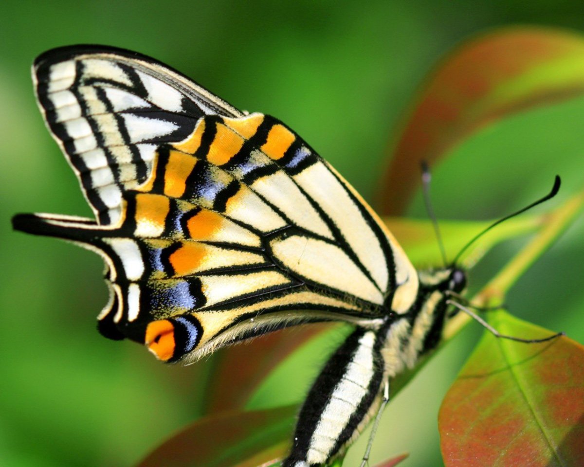 Отряд чешуекрылые бабочки