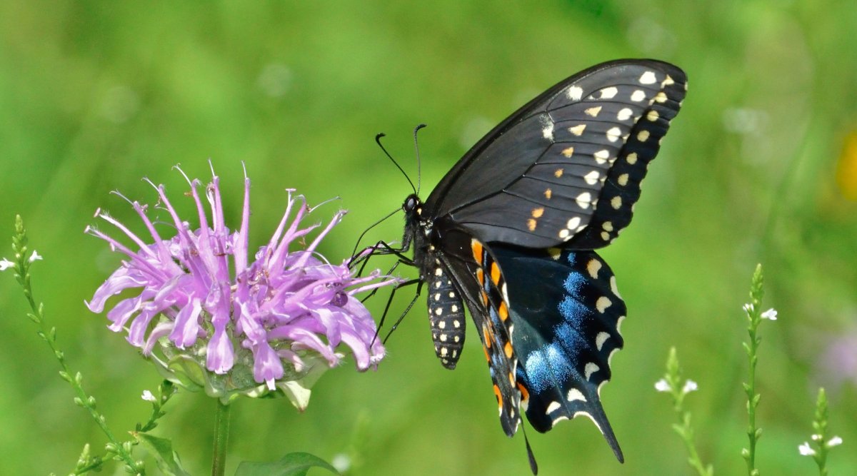 Представители разнокрылых бабочек
