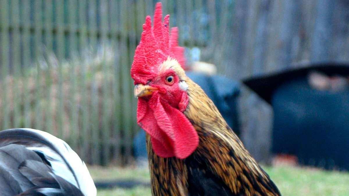 Бойцовые петухи в Индии