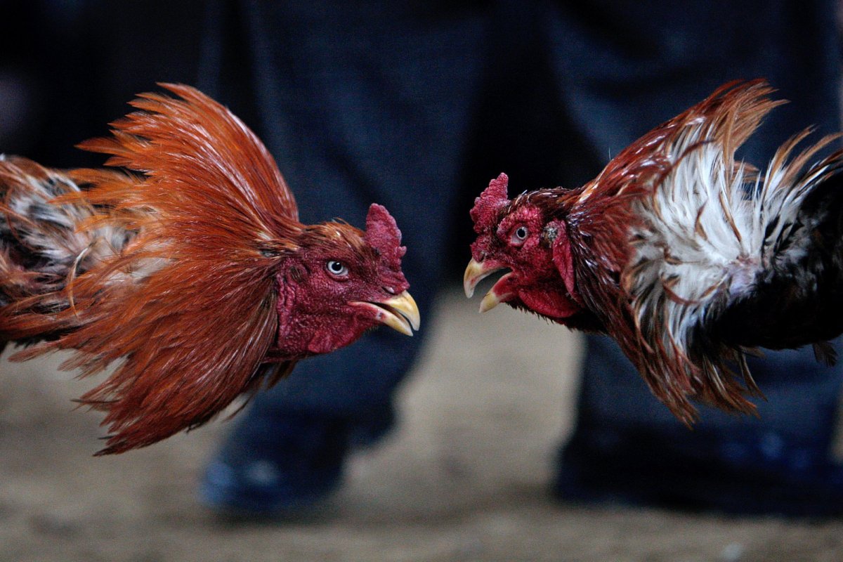 Петушиные бои бойцовых петухов