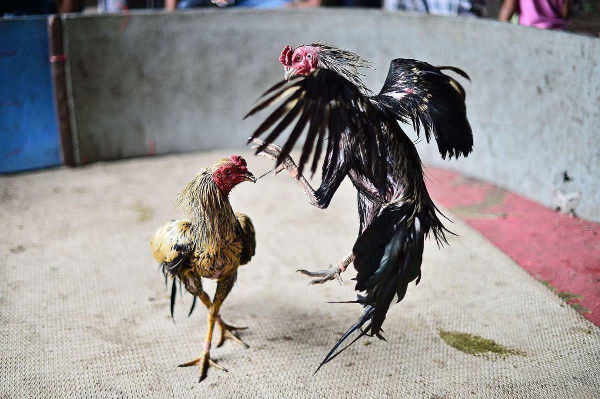 Орловский Бойцовский петух