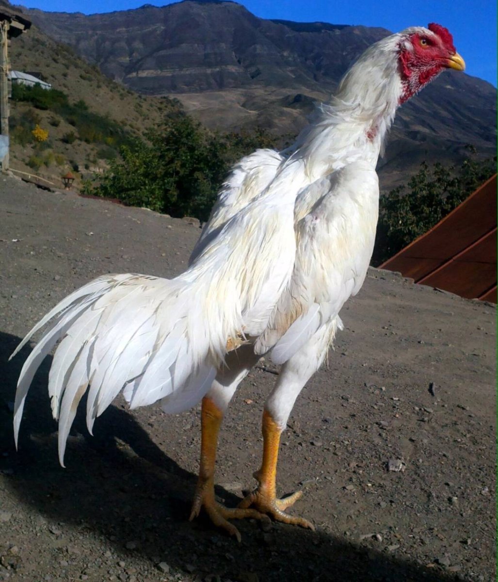 Разноцветные курицы