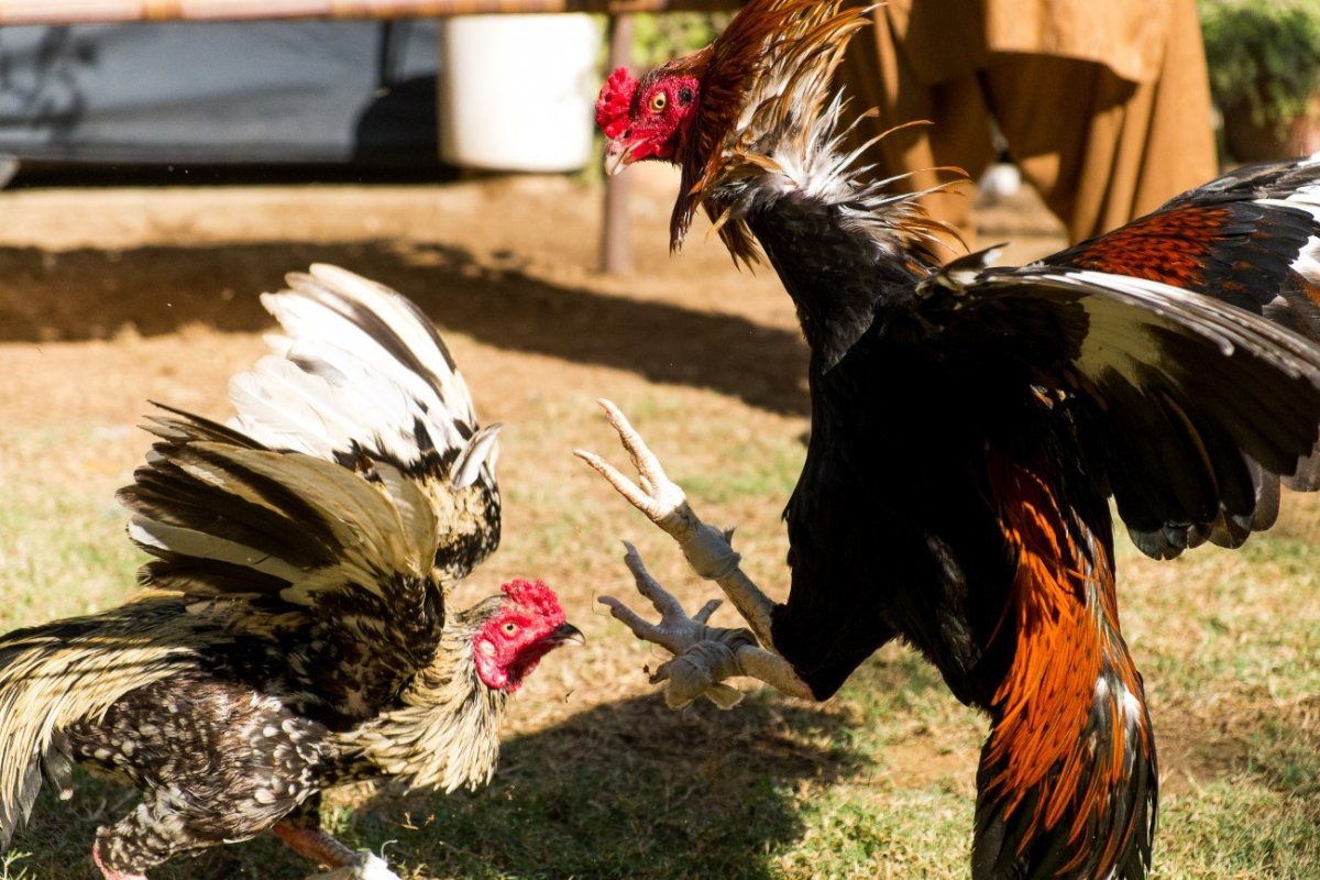 Гальский Бойцовый петух