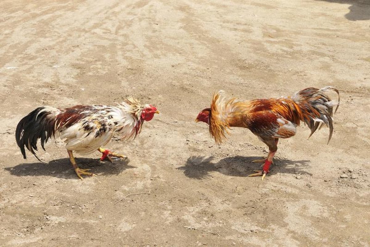 Бойцовый петух дакан