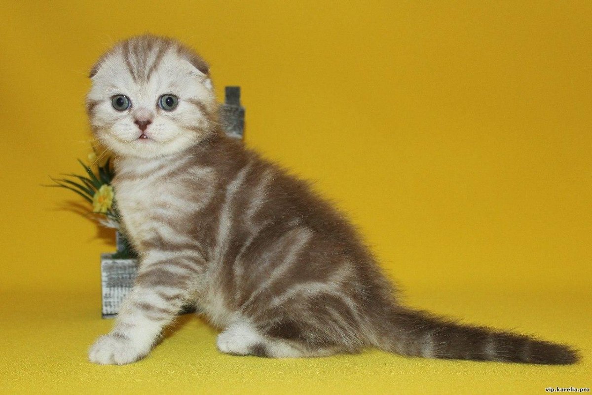 Шотландская вислоухая кошка мраморный табби