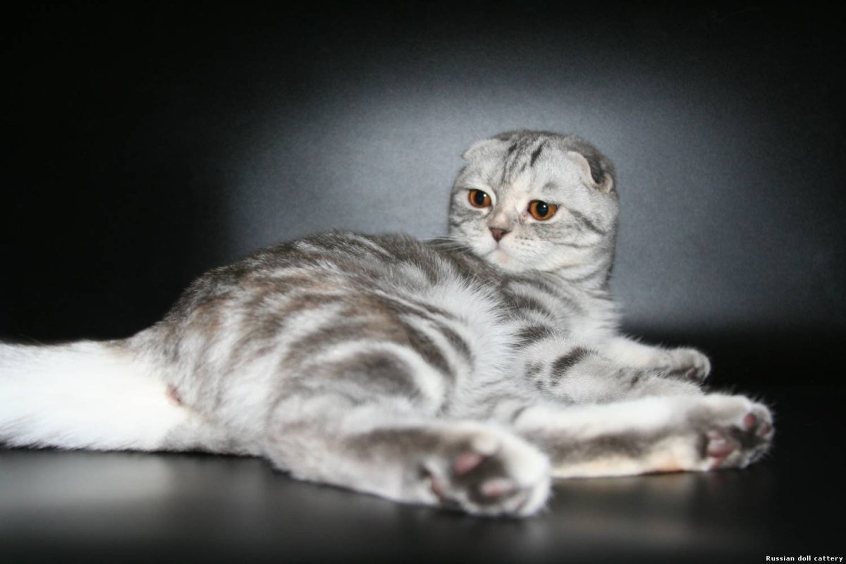 Шотландская вислоухая кошка мраморная