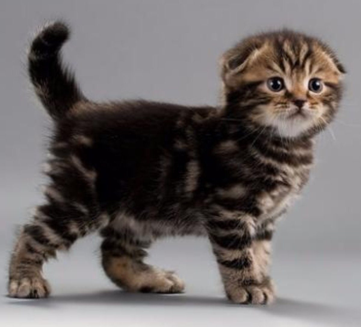 Британские котята вислоухие мраморного окраса