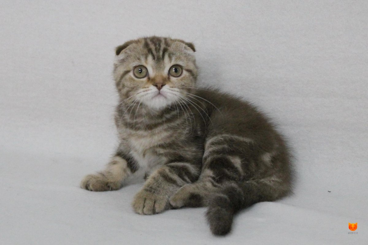Шотландская вислоухая кошка мраморный табби
