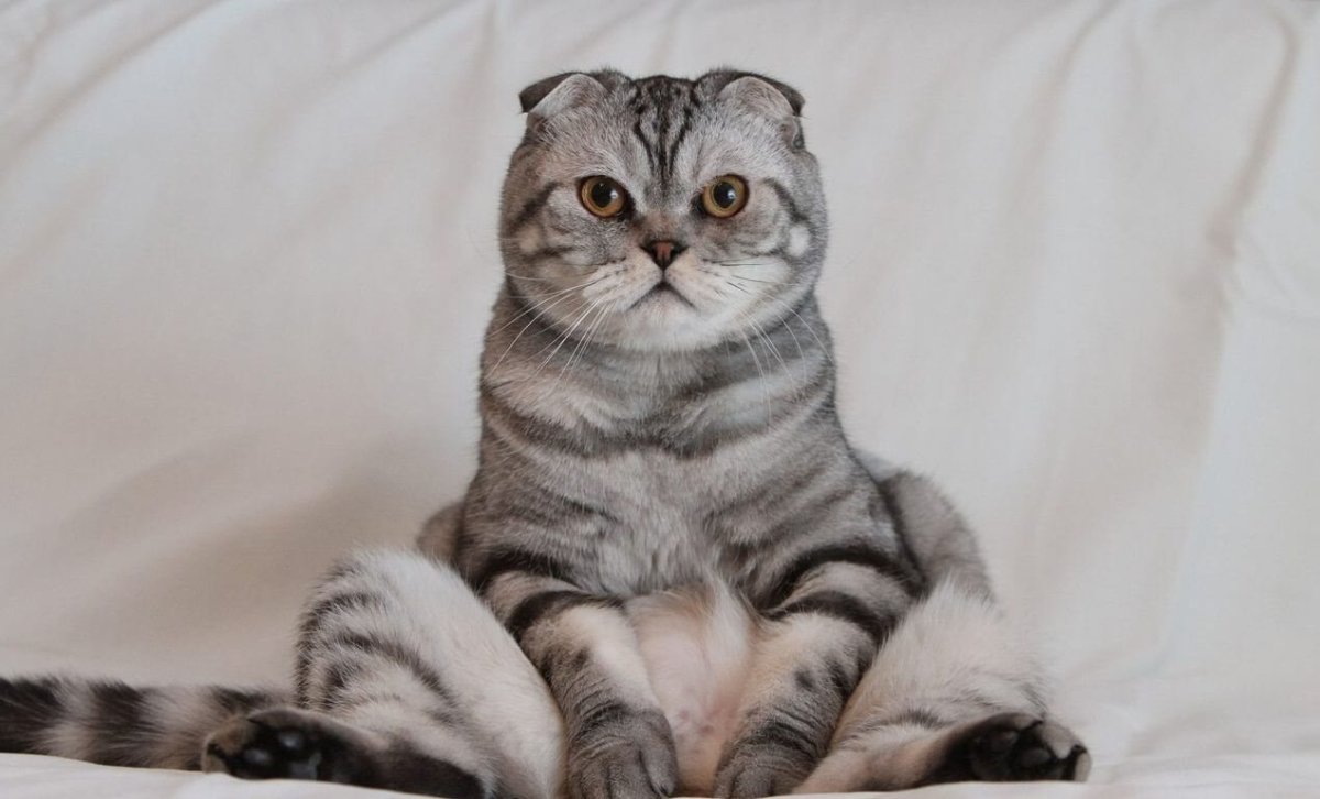 Мраморный вислоухий кот