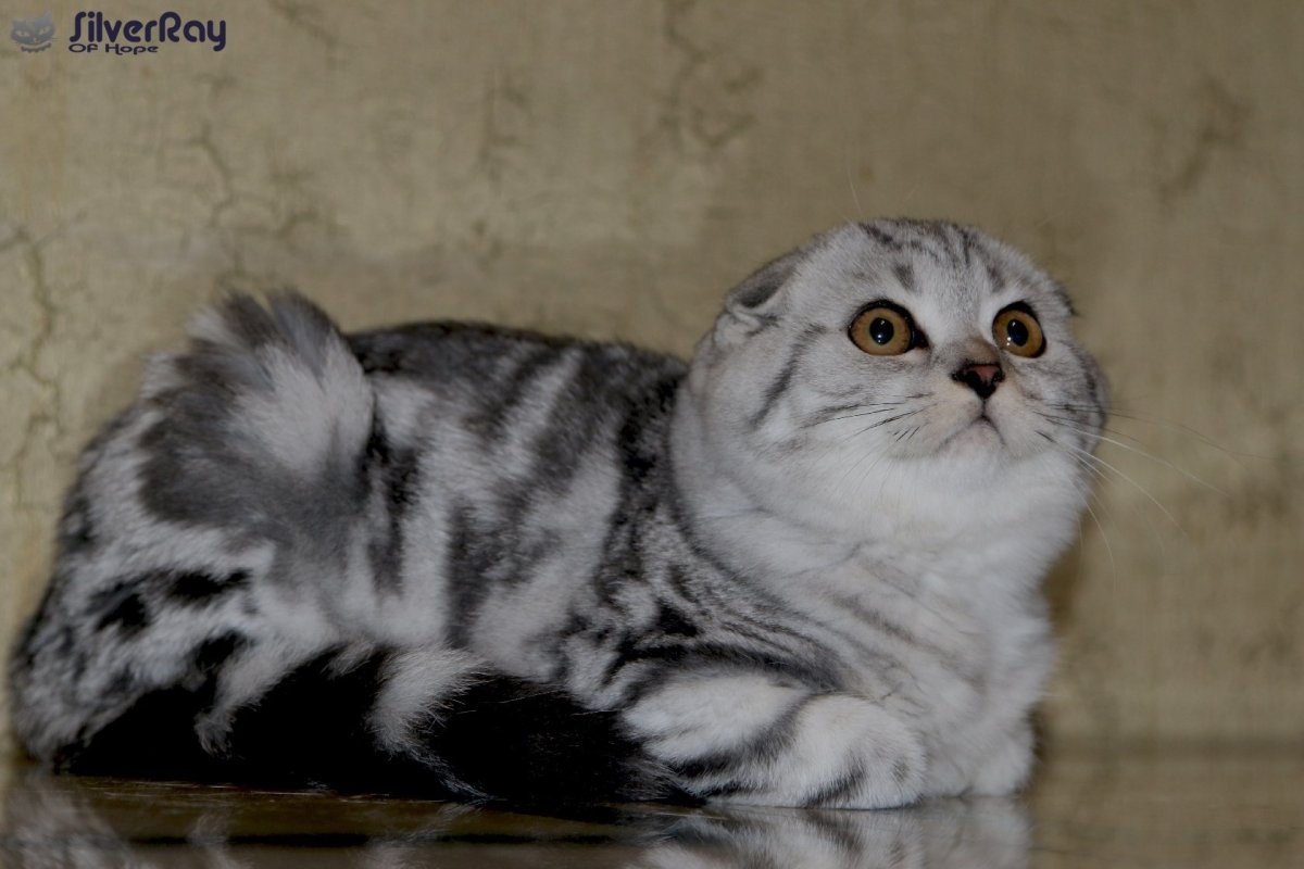 Скоттиш-фолд Шотландская вислоухая котята