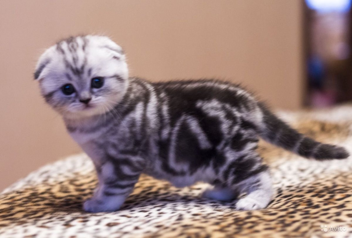 Котята скоттиш фолд мраморные
