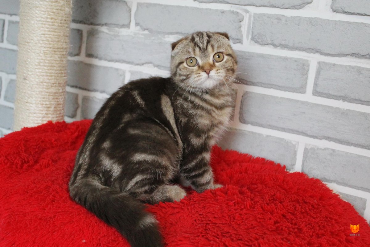 Мраморные вислоухие котята