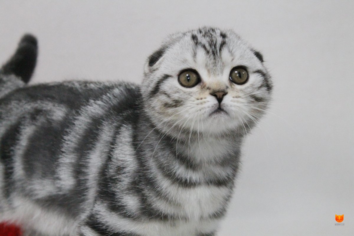 Шотландская вислоухая кошка мраморная