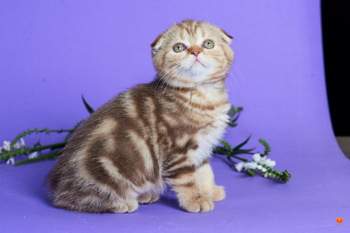 Белый полосатый вислоухий кот