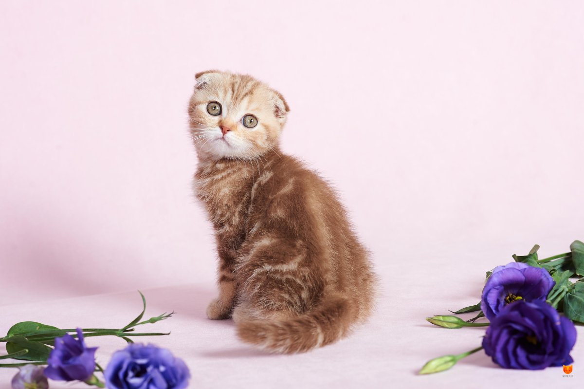 Консовский скоттиш фолда