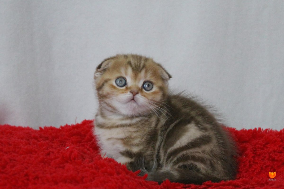 Шотландская вислоухая Гон