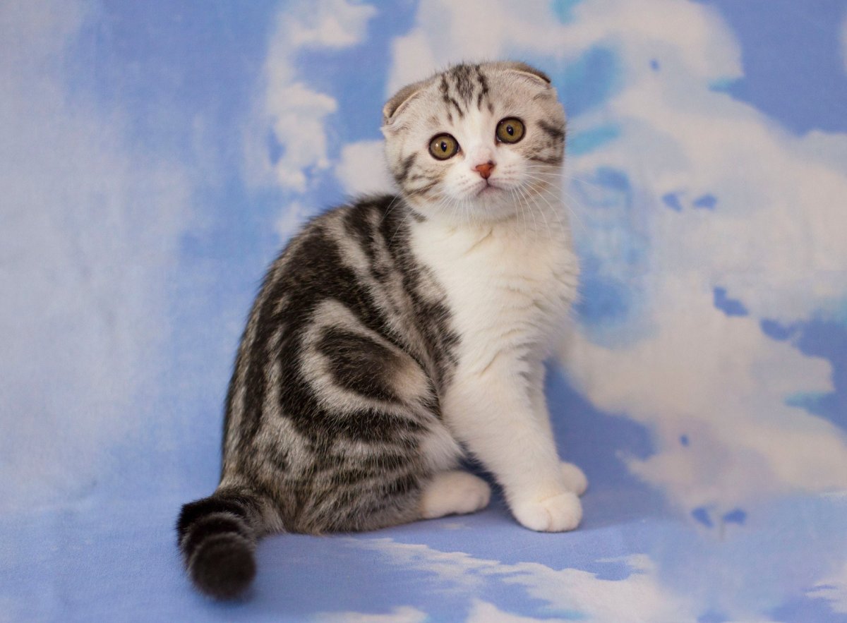 Мраморные котята шотландцы вислоухие