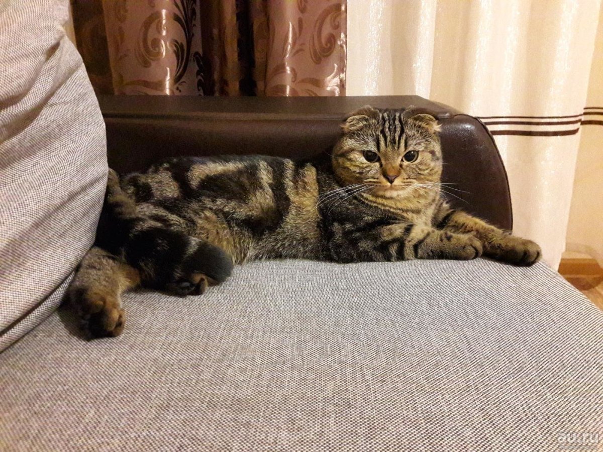 Скоттиш фолд мраморный табби