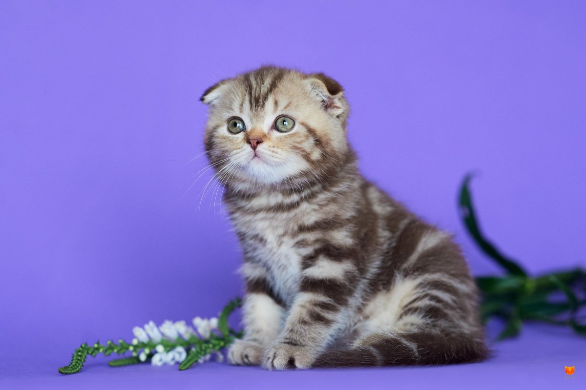 Британские вислоухие котята мраморные