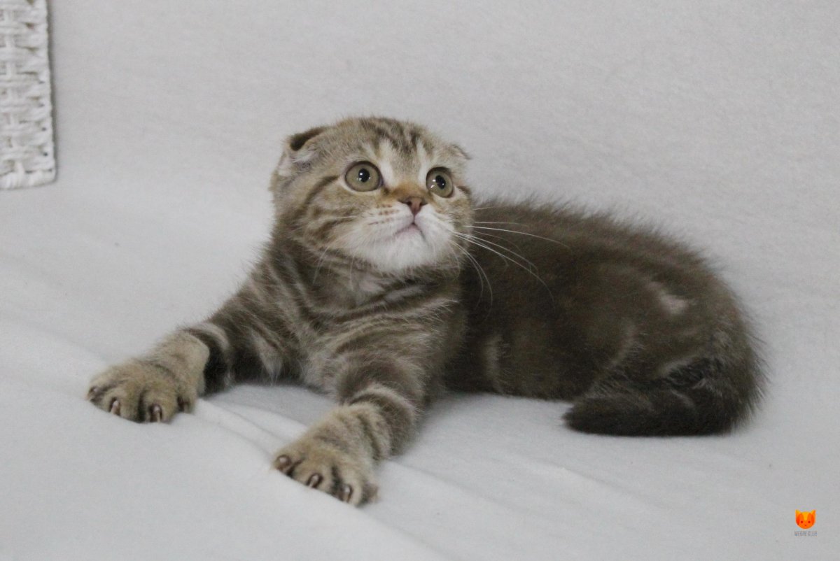 Мраморные котята британцы вислоухие