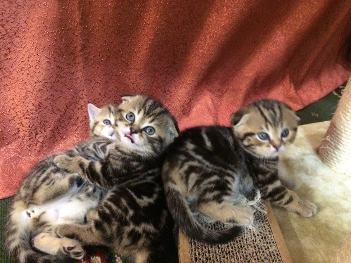 Скоттиш фолд вислоухий мраморный