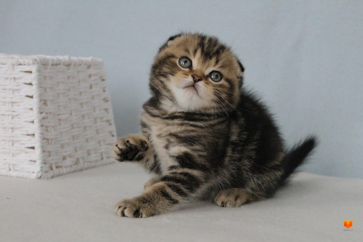 Скоттиш-фолд Шотландская вислоухая