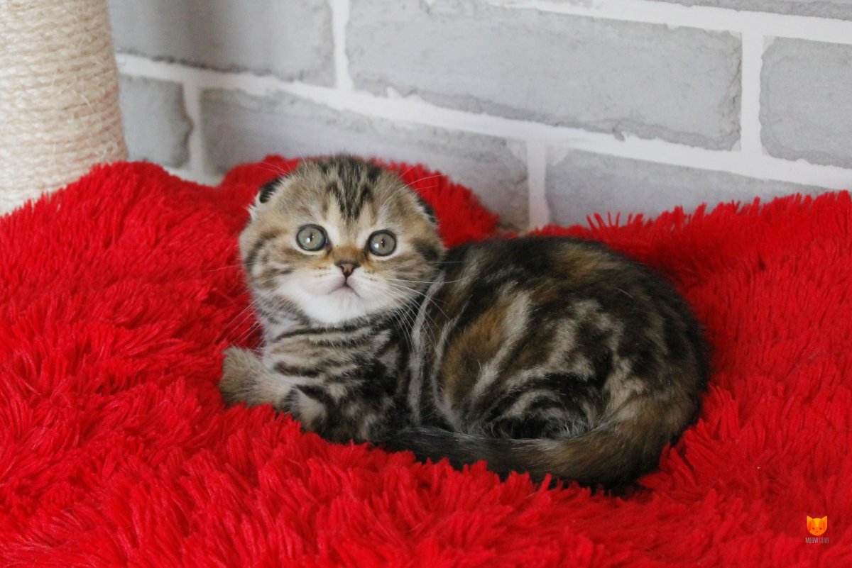 Шотландская вислоухая кошка мраморная