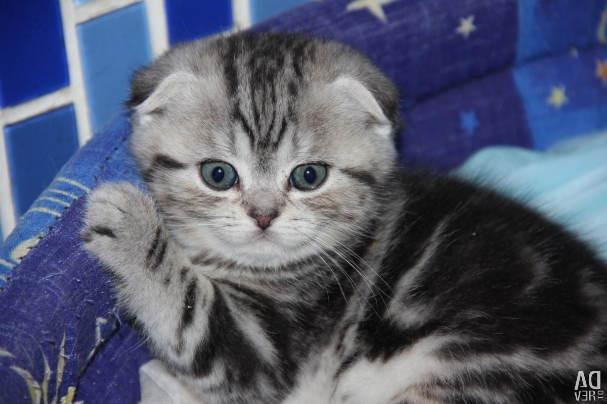 Шотландская вислоухая кошка мраморный табби