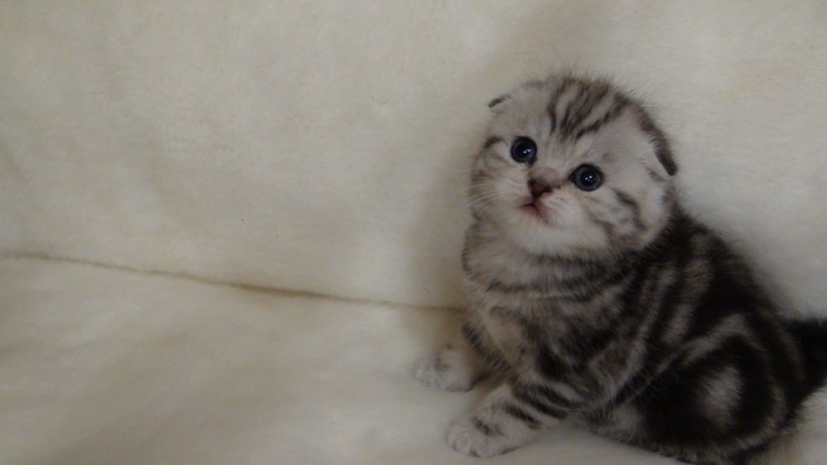 Скоттиш-фолд Шотландская вислоухая котята