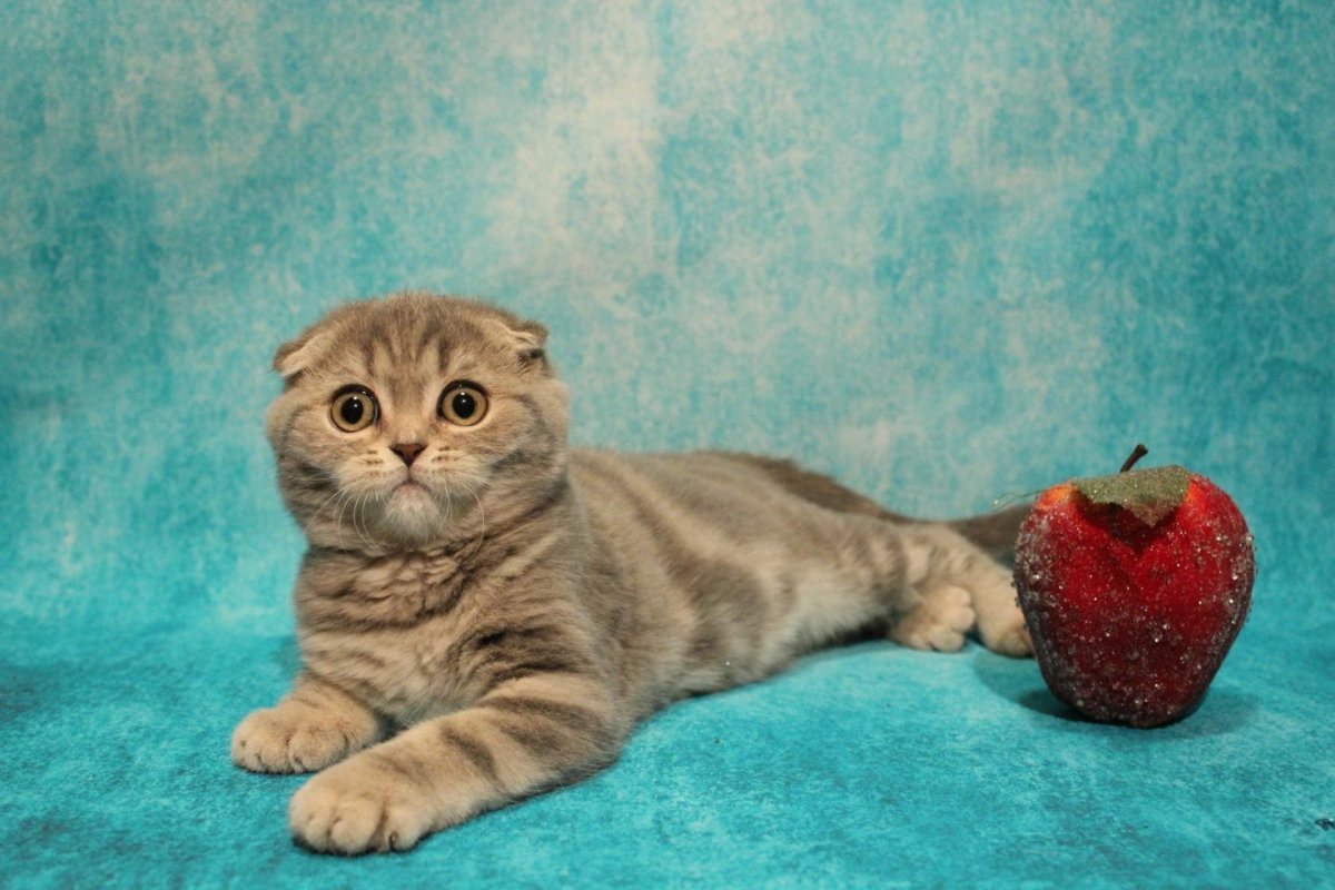Скоттиш фолд мраморный