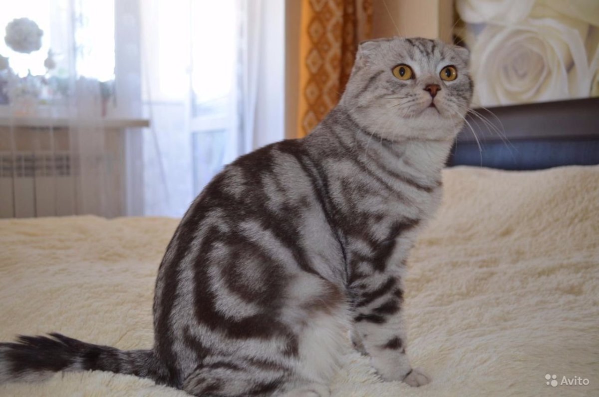 Шотландская вислоухая кошка