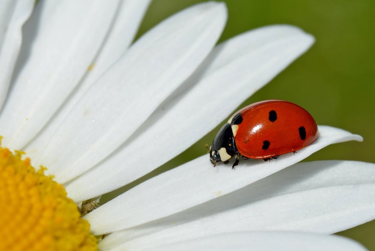 Божья коровка на ромашке картинки