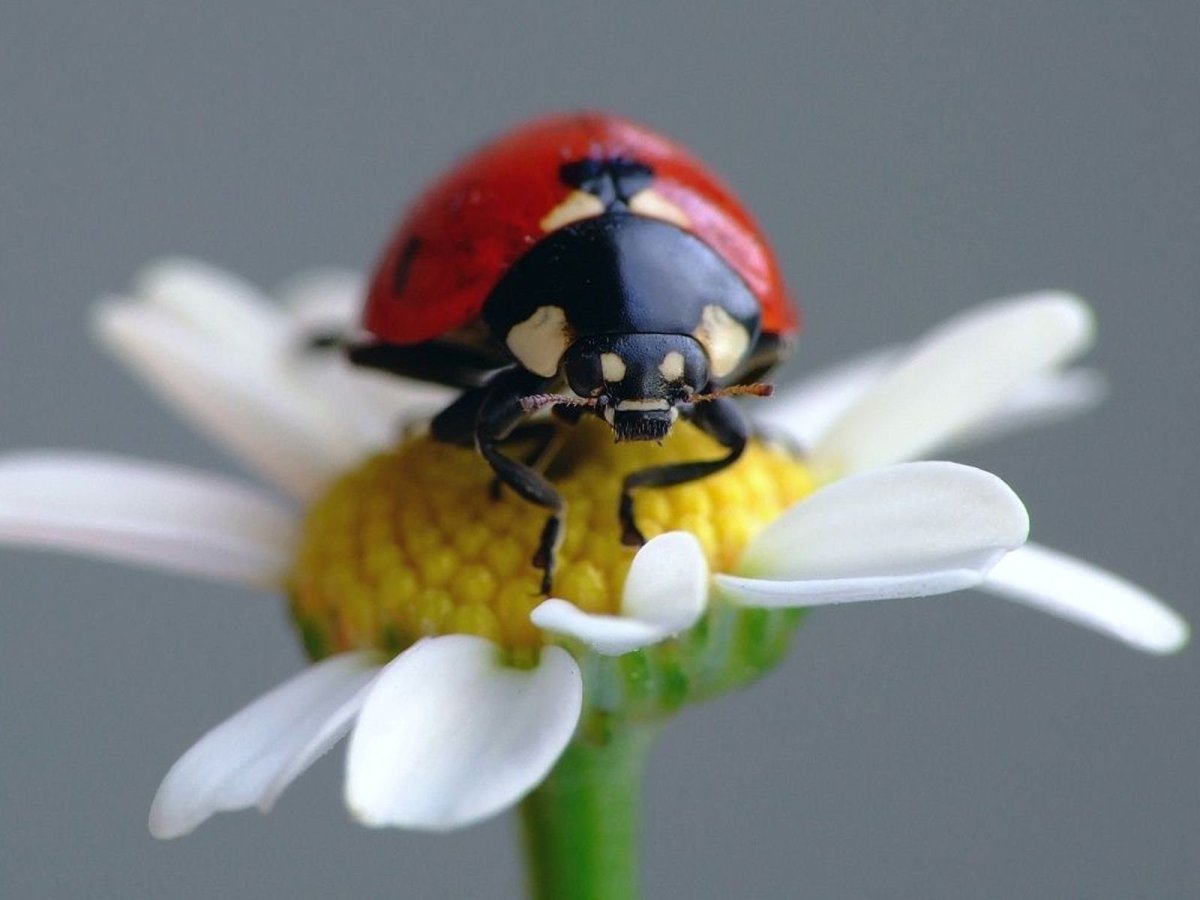 Обои на рабочий стол Божья коровка на ромашке
