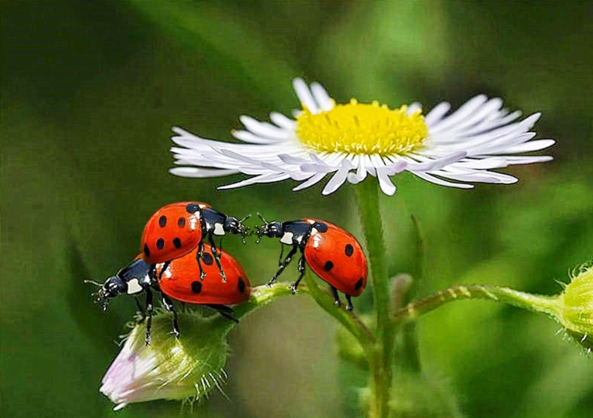 Ромашки и букашки картинки