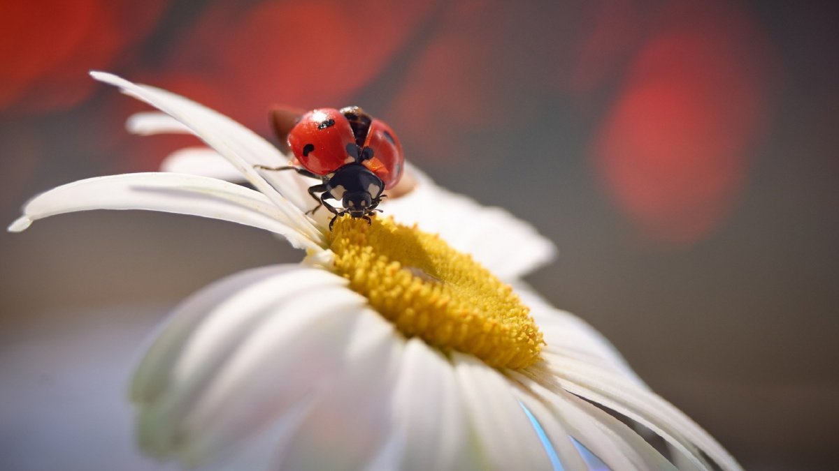Божья коровка на ромашке