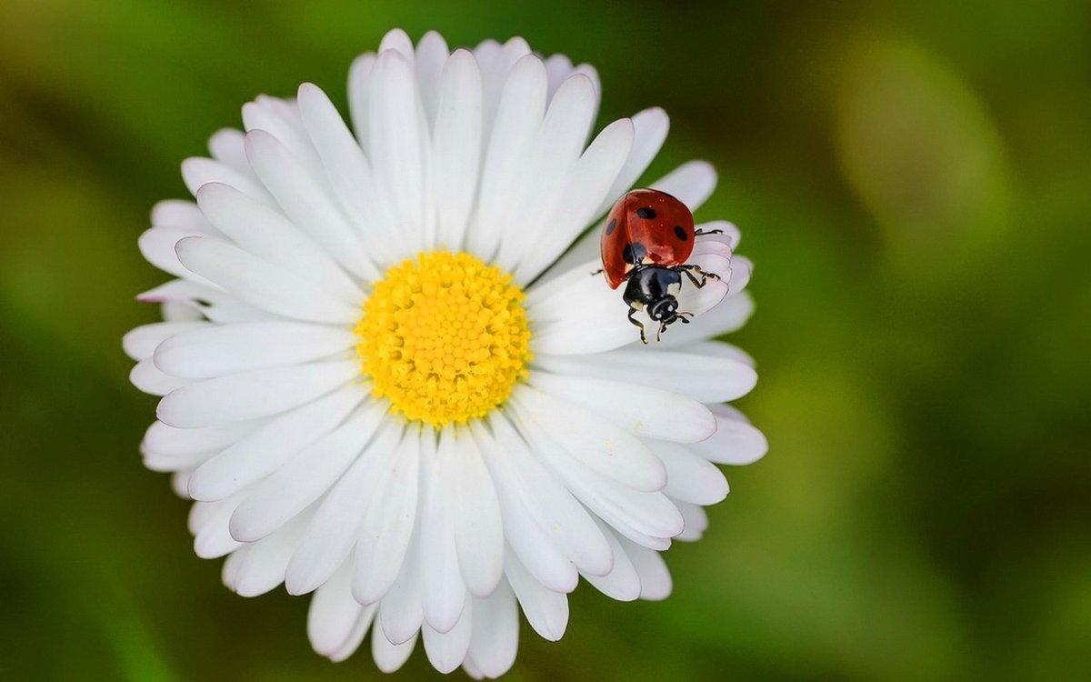 Ромашки и букашки