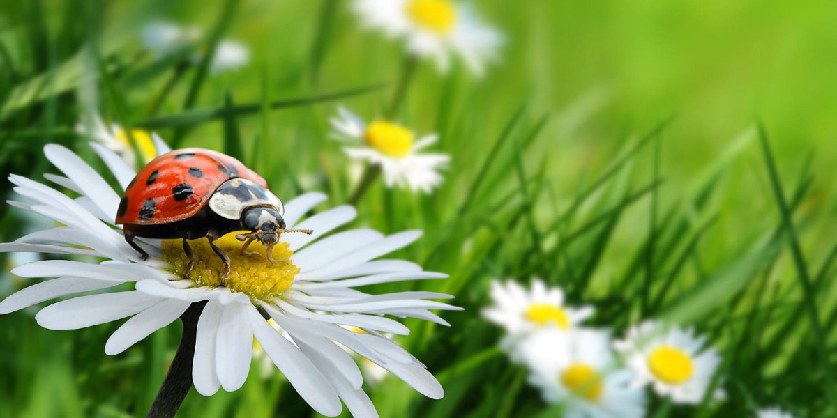 Летний луг с божьими коровками