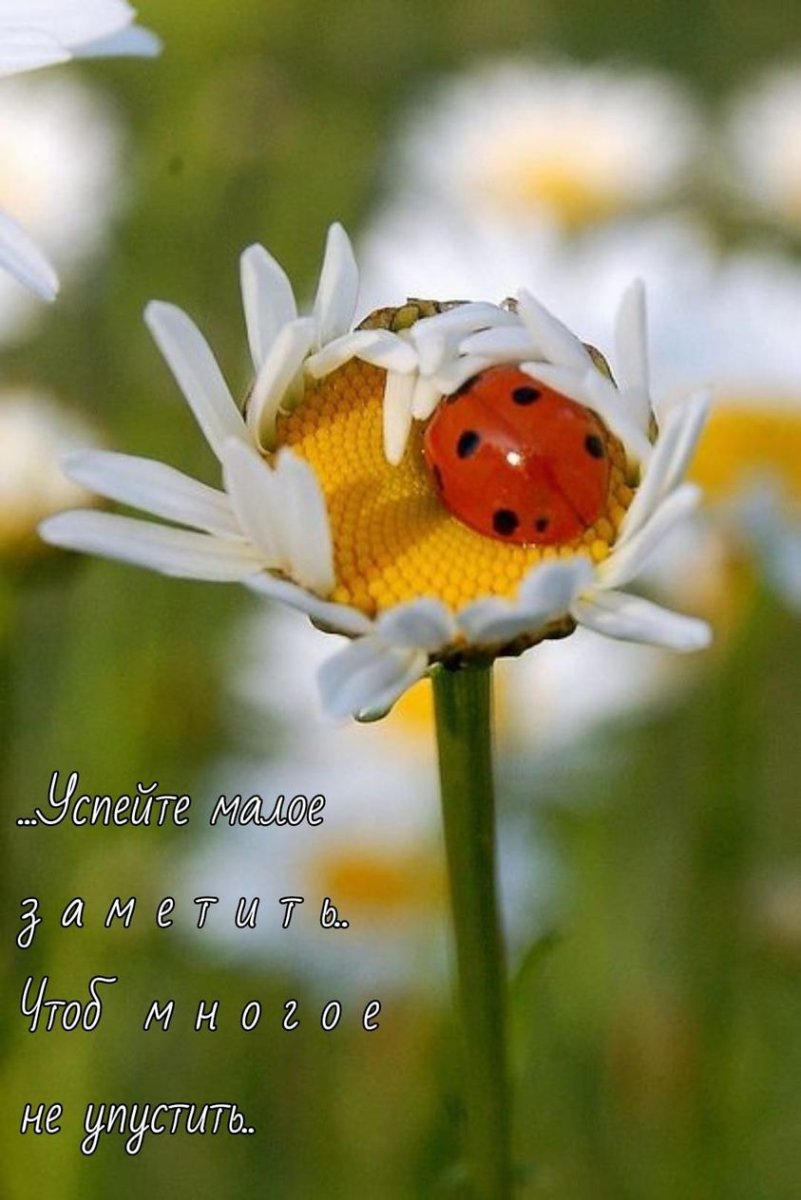 Божья коровка на ромашке