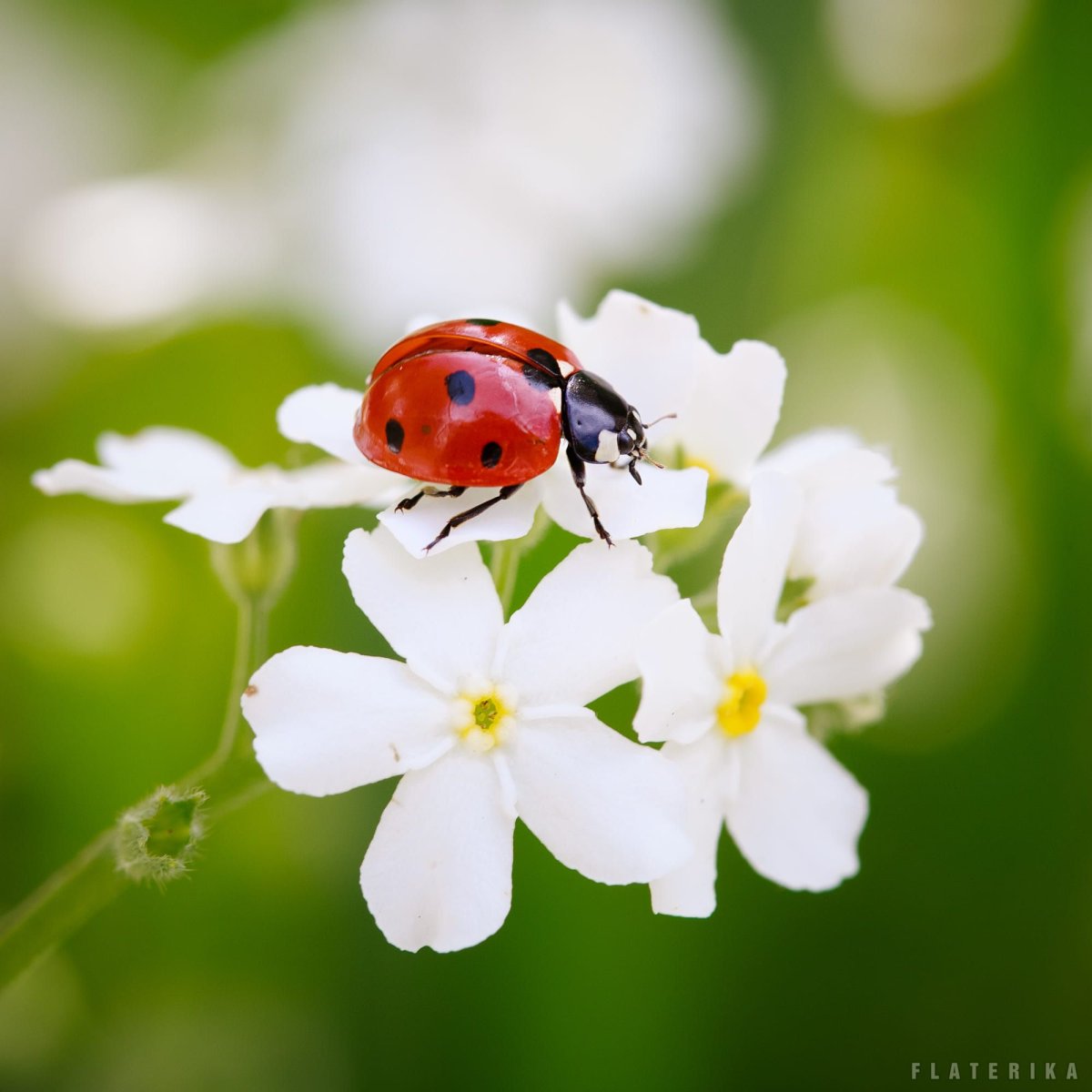 Ladybird Божья коровка