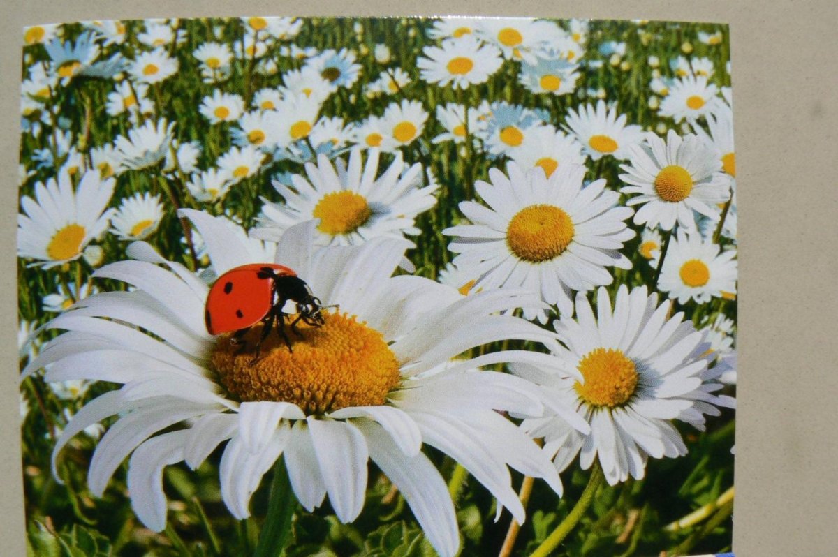 Лето ромашки и Божья коровка